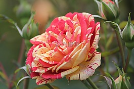 玫瑰,鮮花,葉