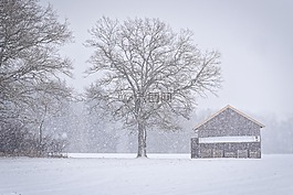 冬天,雪,弗羅斯特