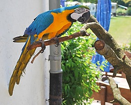 ara,豐富多彩,鳥