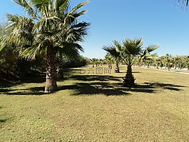 palmenhein,棕櫚樹,土耳其