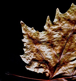 性質,片,sycamore