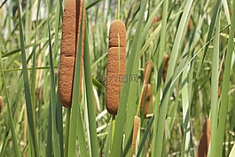 芦苇,草,植物