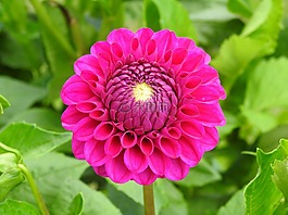嬌琴紗,粉紅色,花