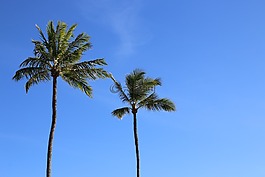 椰子树,海滩,性质