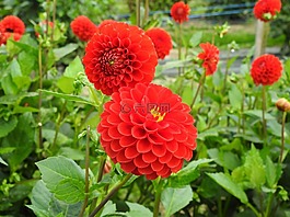 嬌琴紗,紅色,開花