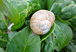 殼,蝸牛,葉子