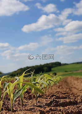 麥田,玉米,云