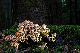 蘑菇,滑菇,树桩