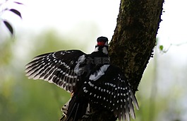 啄木鳥,鳥,豐富多彩
