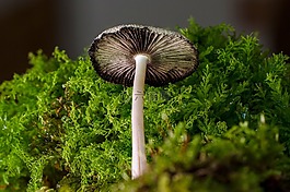 蘑菇,小蘑菇,海綿