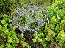 蜘蛛網,露水,秋季