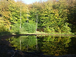 森林湖,湖,鏡像