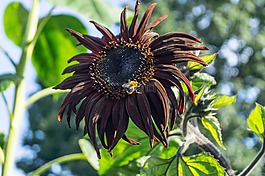 太陽花,赫梅爾,關(guān)閉