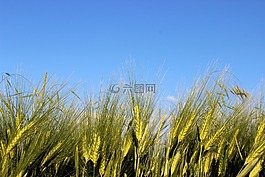 麥田,谷物,性質(zhì)