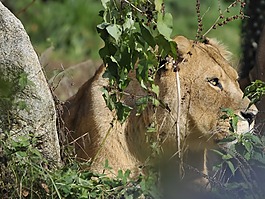 動(dòng)物園,hollabrunn,慕尼黑