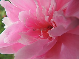 花,粉紅色,非洲菊
