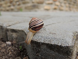 蝸牛,海螺,鋪路