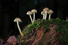 蘑菇,滑菇,树桩