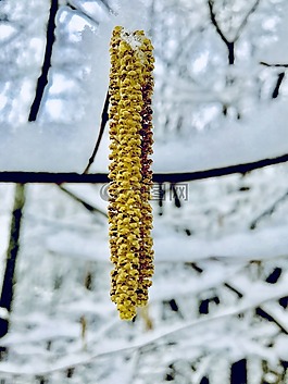 雪,冬天,廠