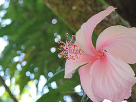 芙蓉,粉红色,木槿树
