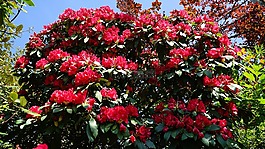 盛開(kāi),紅色,綠色
