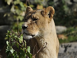 動物園,海拉布倫,慕尼黑