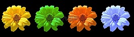 花,鮮花,雛菊