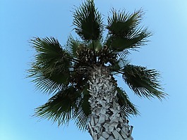 棕櫚,樹,土耳其