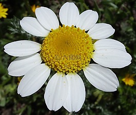 花,特寫,白