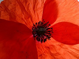 罌粟,紅色,花