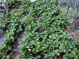 草莓,植物,水果