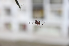蜘蛛,捕食者