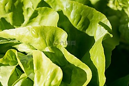 沙拉,生菜,綠色