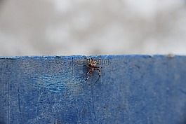 蜘蛛,捕食者