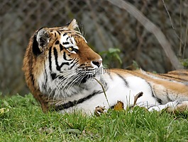 動物園,海拉布倫,慕尼黑