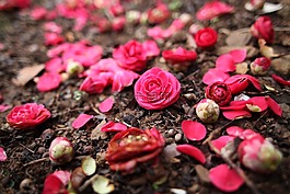 春天,鮮花,茶花