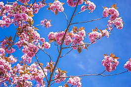 盛開,開花,植物區(qū)系