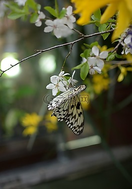 蝴蝶,關(guān)閉,昆蟲