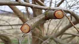 分支機構(gòu),樹,性質(zhì)