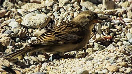 麻雀,鳥,動物