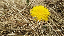花,苦苣菜,草甸
