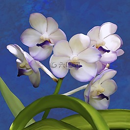 蘭花,ascocenda,植物