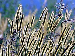 草,對著光,太陽