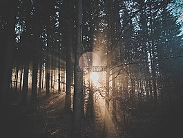 森林,自然,太陽