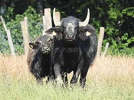水牛,非洲水牛,野生動物