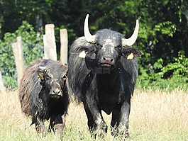 水牛,非洲水牛,野生動物