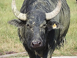 水牛,非洲水牛,野生動物