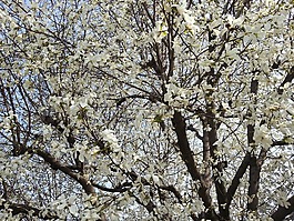 beoc 花,木材,春天树