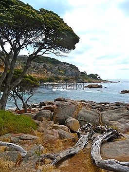 漂流木,海灘,海岸