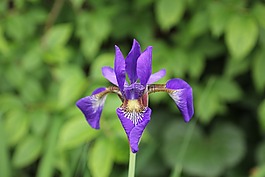 花,開花,性質